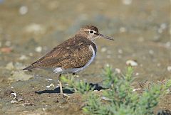 Common Sandpiper